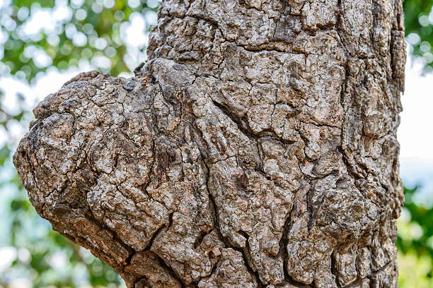 istock close up of bark and gnarl 500652539