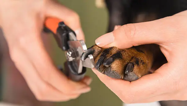 Unrecognizable veterinarian is trimming nails dog, close-up