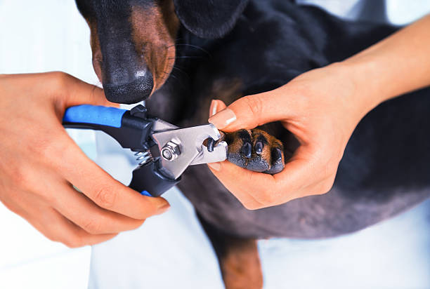 istock Veterinarian is trimming dog nails 500652565