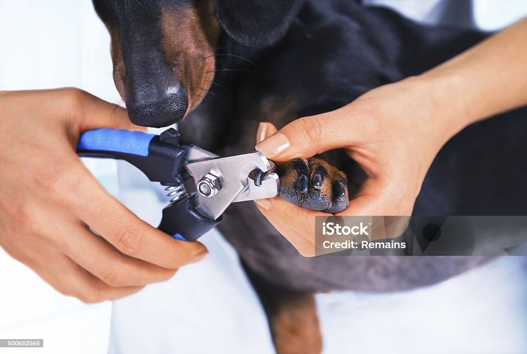 Veterinarian is trimming dog nails Woman veterinarian is trimming dog dachshund nails Adult Stock Photo