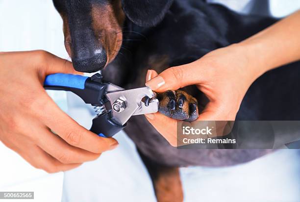 Veterinarian Is Trimming Dog Nails Stock Photo - Download Image Now - Adult, Adults Only, Animal