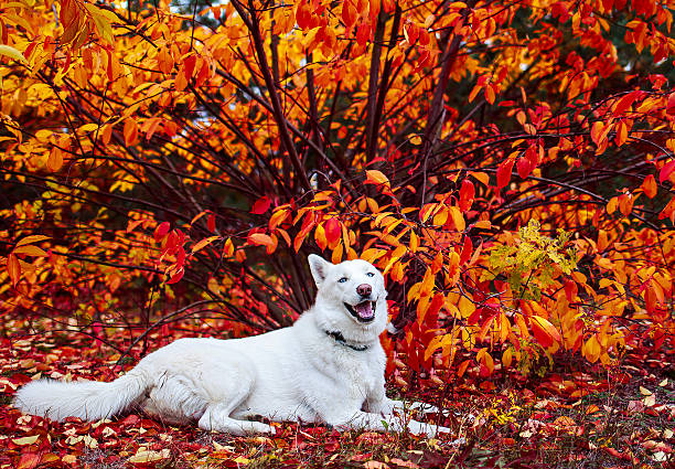 White Siberian Husky in autumn forest stock photo