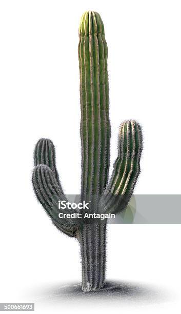 Cactus Stock Photo - Download Image Now - Cactus, Desert Area, Large