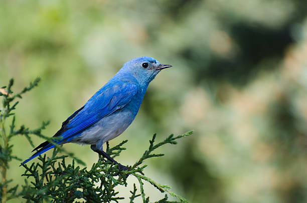 Uccello azzurro di montagna che domina in un albero - foto stock