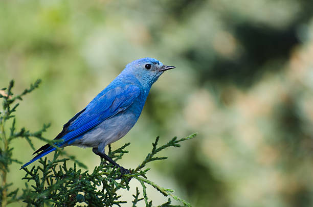 гора bluebird расположенный в дерево - mountain bluebird bird bluebird blue стоковые фото и изображения