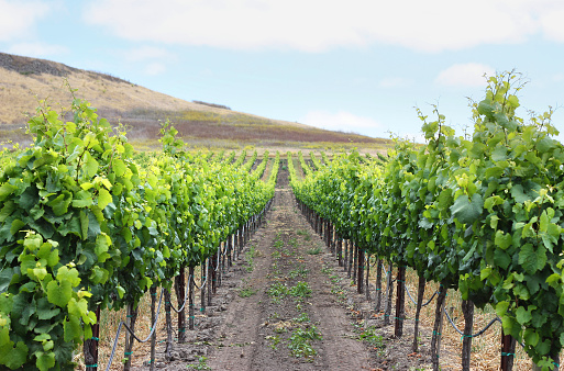 Grape vineyard in Napa, California.