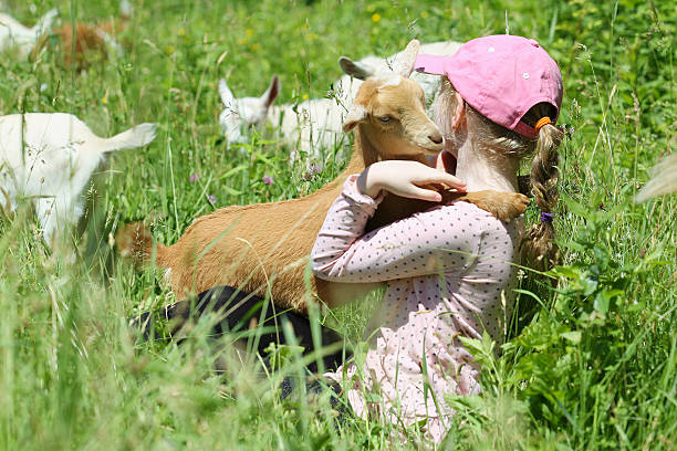 istock Girl with Her Baby Goats 500662037