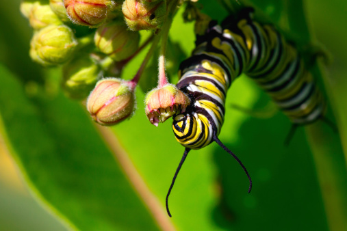 Macro Monarch Caterpillar