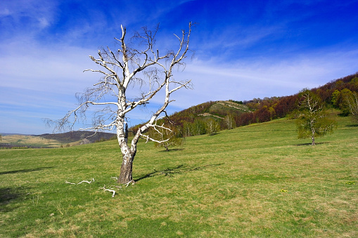 Dramatic landscape with dry birch on the field
