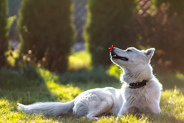 White Siberian Husky with a butterfly sitting on his nose stock photo