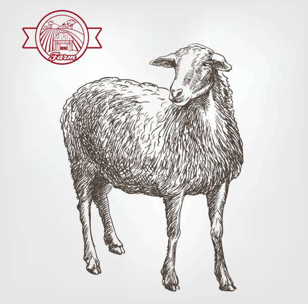 ilustrações de stock, clip art, desenhos animados e ícones de a criação de ovinos desenho - jumbuck