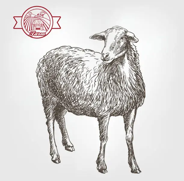 Vector illustration of sheep breeding sketch