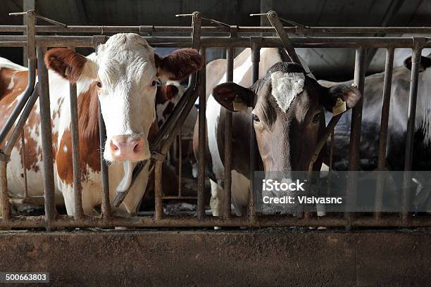 Bovini Farm - Fotografie stock e altre immagini di Affari - Affari, Agricoltore, Agricoltura