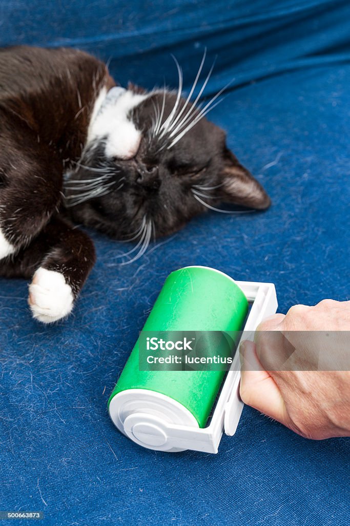 Cat Hair Roller Stock Photo - Download Image Now - Pets, Removing, Brushing  - iStock