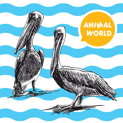 two pelican. sketch made by hand on white-blue background