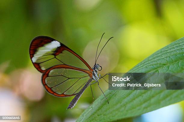 Glasswinged Butterfly Stock Photo - Download Image Now - Animal, Animal Wildlife, Animals In The Wild