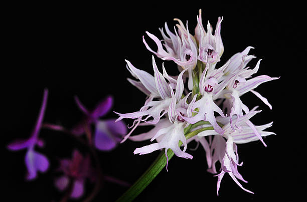 orchis italica - hued стоковые фото и изображения