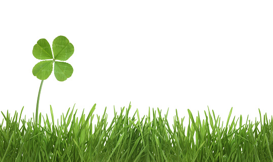 Four leaf clover on grass isolated on white