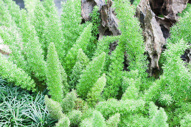 istock Green plant decorated in home garden 500666286