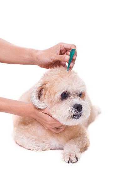 istock tick and flea prevention for a dog 500666420