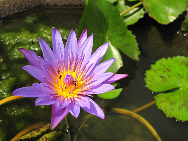 istock purple water lily or lotus 500666471