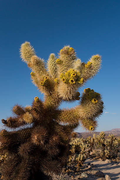 istock Cholla Garden at Joshua Tree National Park 500666525