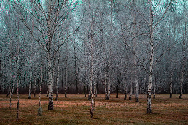 Birch forest in frosty morning stock photo