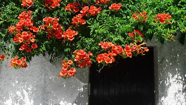 Trumpet Vine in Full Flower hanging over a White Wall 