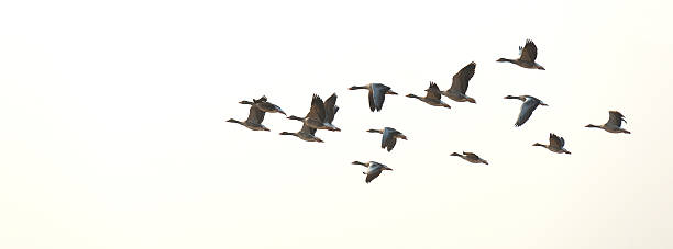 istock Flock of flying geese in summer 500667296
