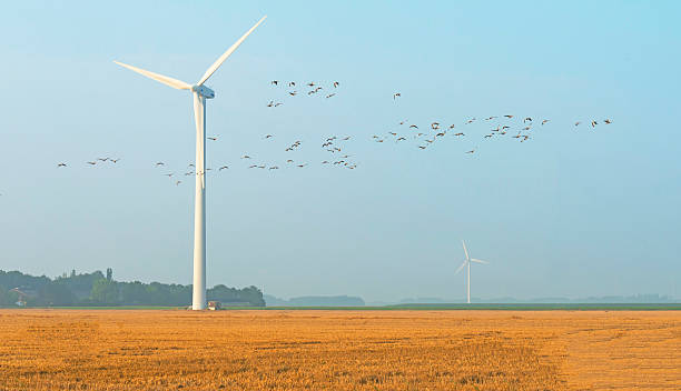 istock Flock of flying geese in summer 500667498