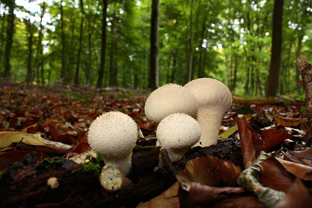 istock Vesse-de-loup beaded in a wood,Aisne 500667541