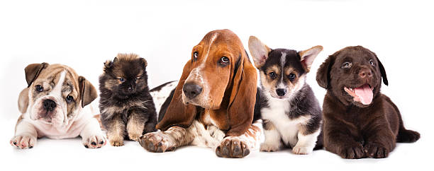 grupo de perros - group of dogs fotografías e imágenes de stock