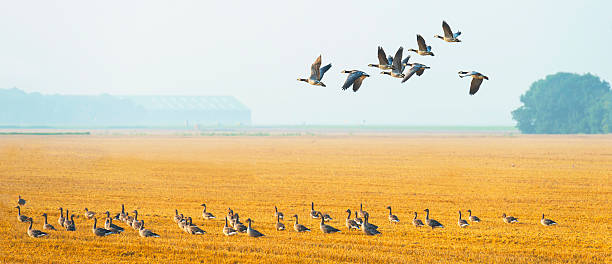 istock Flock of flying geese in summer 500667762