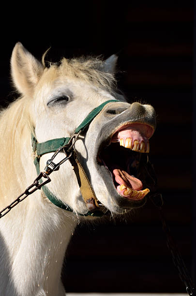 istock Face of pony 500667991