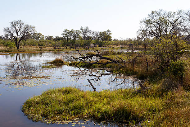 istock landscape in the Okavango swamps 500668160