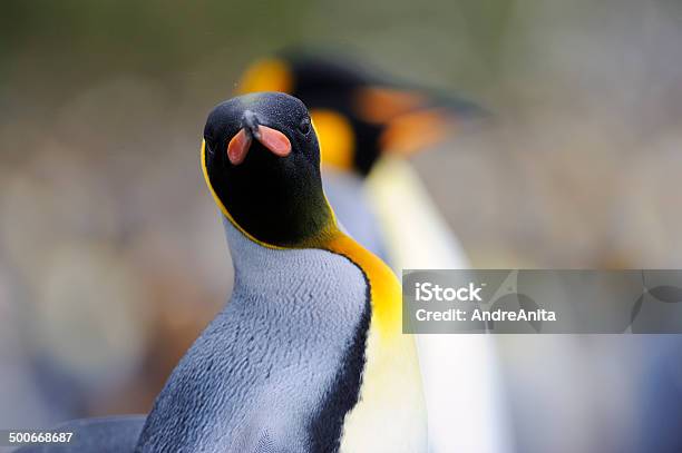 King Penguin Aptenodytes Patagonicus Stockfoto und mehr Bilder von Anmut - Anmut, Antarktis, Aufnahme von unten
