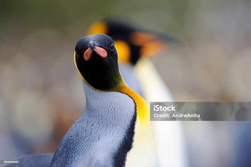 Pingwin królewski (Aptenodytes patagonicus - Zbiór zdjęć royalty-free (Antarktyda)