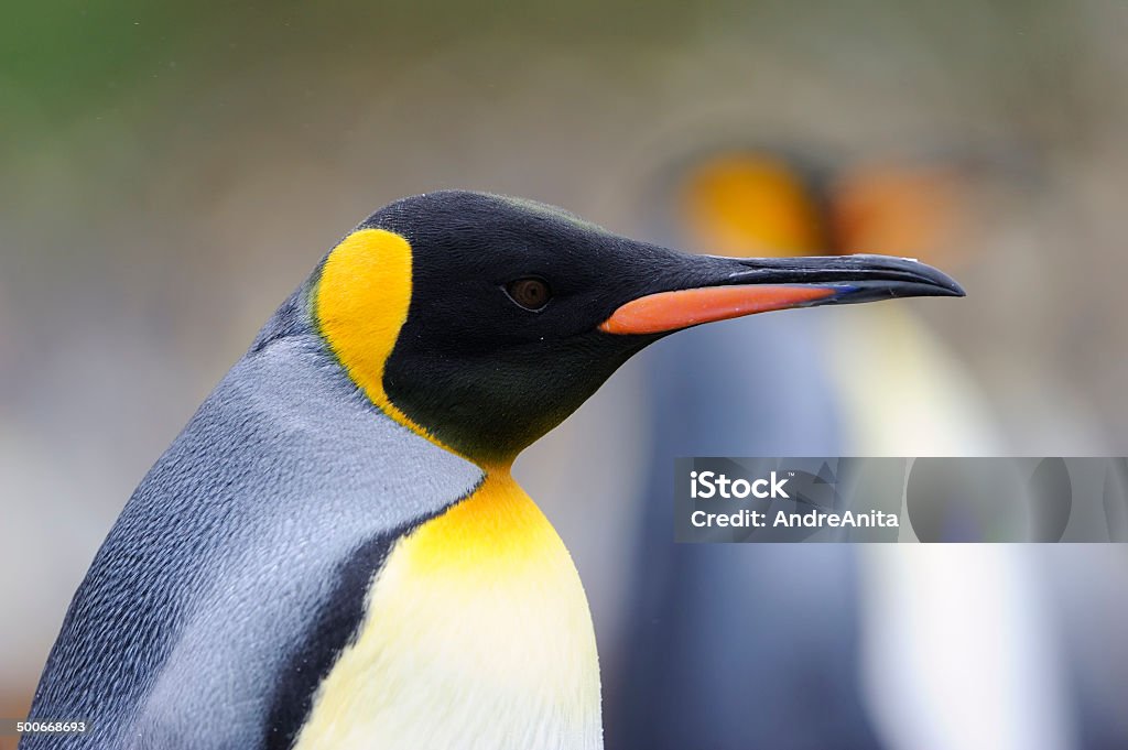 Pinguim-rei (Aptenodytes patagonicus - Foto de stock de Animal royalty-free