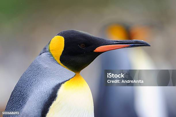 Foto de Pinguimrei Aptenodytes Patagonicus e mais fotos de stock de Animal - Animal, Antártica, Austrália