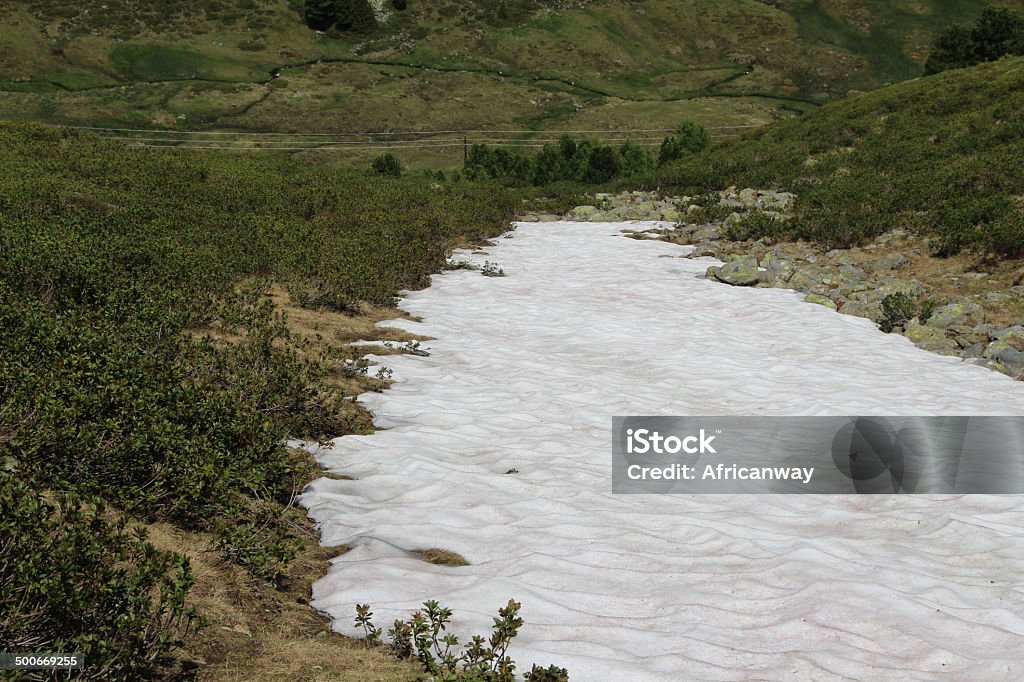 Snowfield and Rhododendron in the Alps, Kühtai, Tyrol, Austria Melting snow in the alpine mountains of Austria during spring season Austria Stock Photo