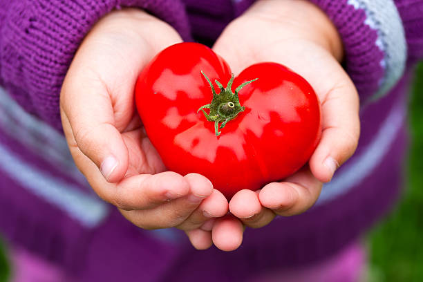 criança de mãos segurando um coração em forma de tomate. - tomato small food vegetable - fotografias e filmes do acervo