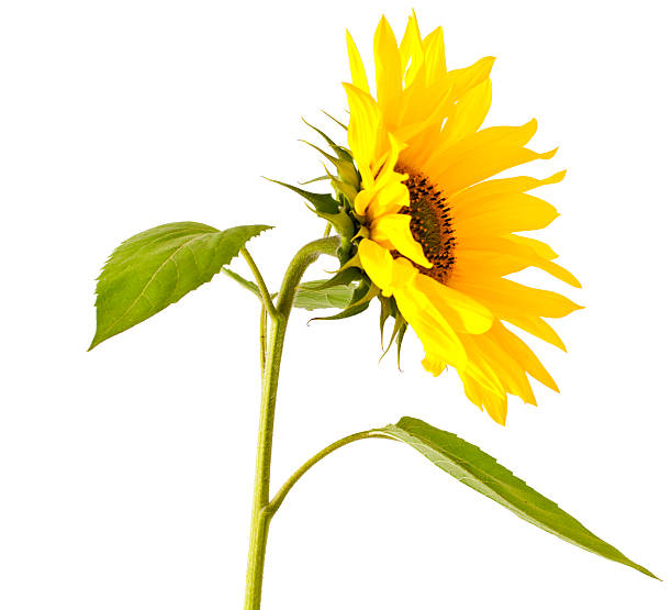 girasole - sunflower isolated single flower tall foto e immagini stock