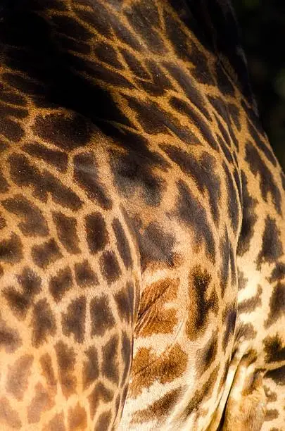 A close up view of a Rothschild giraffe body skin. The Giraffa camelopardalis's skin is golden beige in colour with large brown orange spots