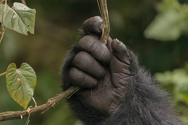 A mountain gorilla holds a vine in the jungle of Rwanda