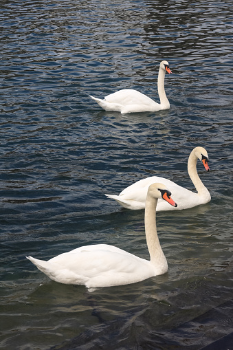 Lucerne Swans.