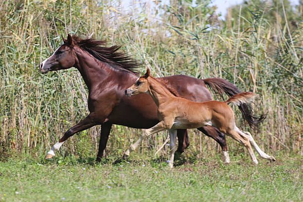 Running Free: A Majestic Horse and Its Foal Galloping Together