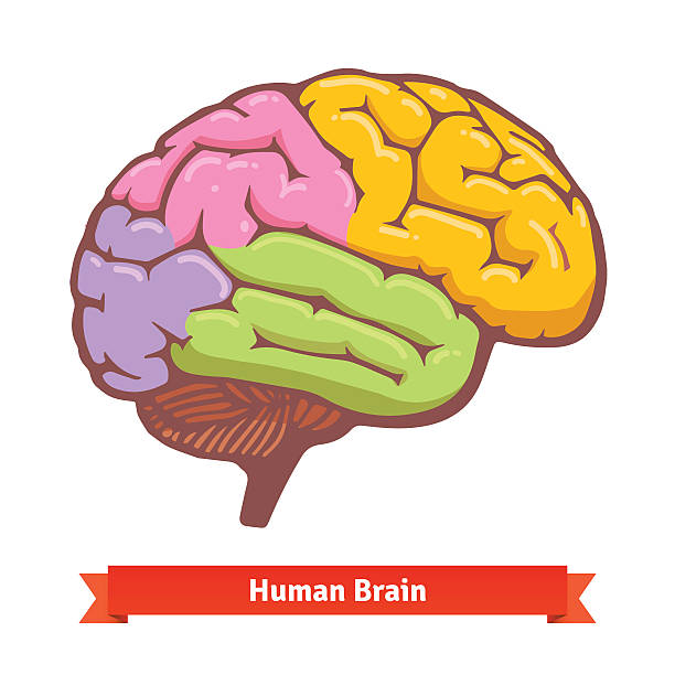 Coloured human brain diagram Coloured human brain diagram. Flat vector illustration. thalamus illustrations stock illustrations