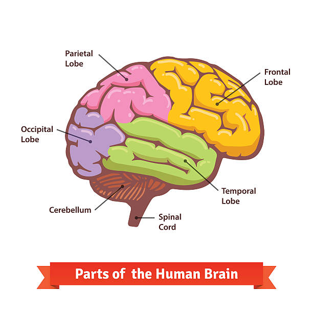 Colored and labeled human brain diagram Colored and labeled human brain diagram. Flat vector illustration. human brain anatomy stock illustrations