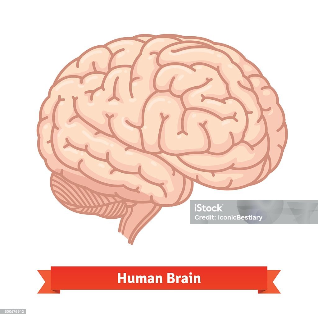 Menschliche Gehirn. Dreiviertel-Blick - Lizenzfrei Dreiviertelansicht Vektorgrafik