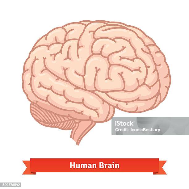 Menschliche Gehirn Dreiviertelblick Stock Vektor Art und mehr Bilder von Dreiviertelansicht - Dreiviertelansicht, Intelligenz, 25-Cent-Stück